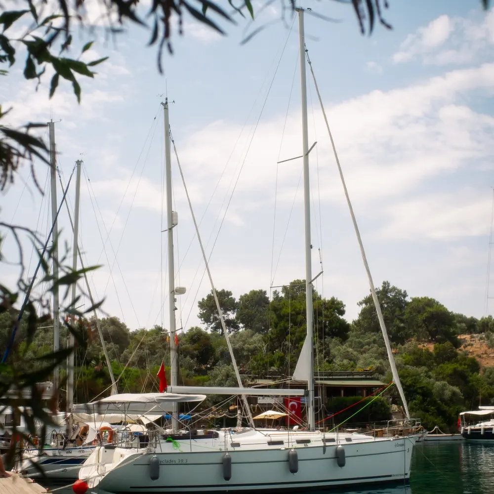 Artemisia 5