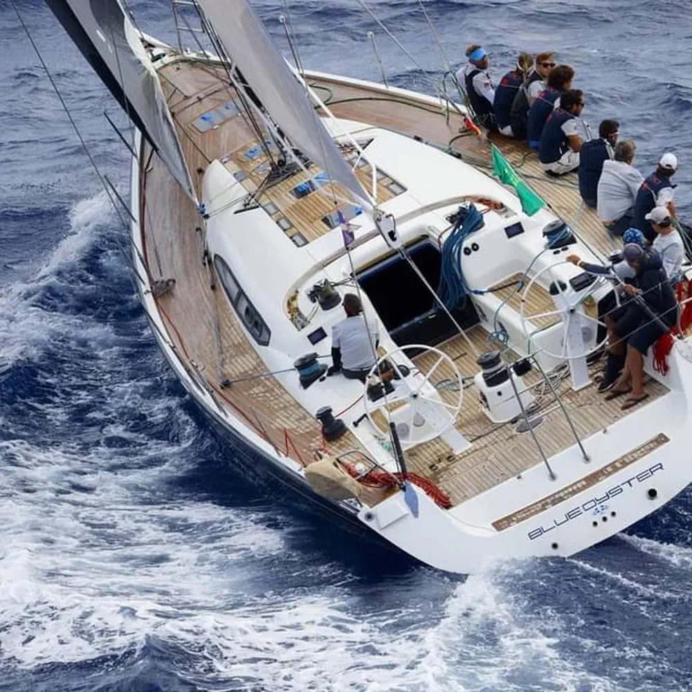 Blue Oyster 14