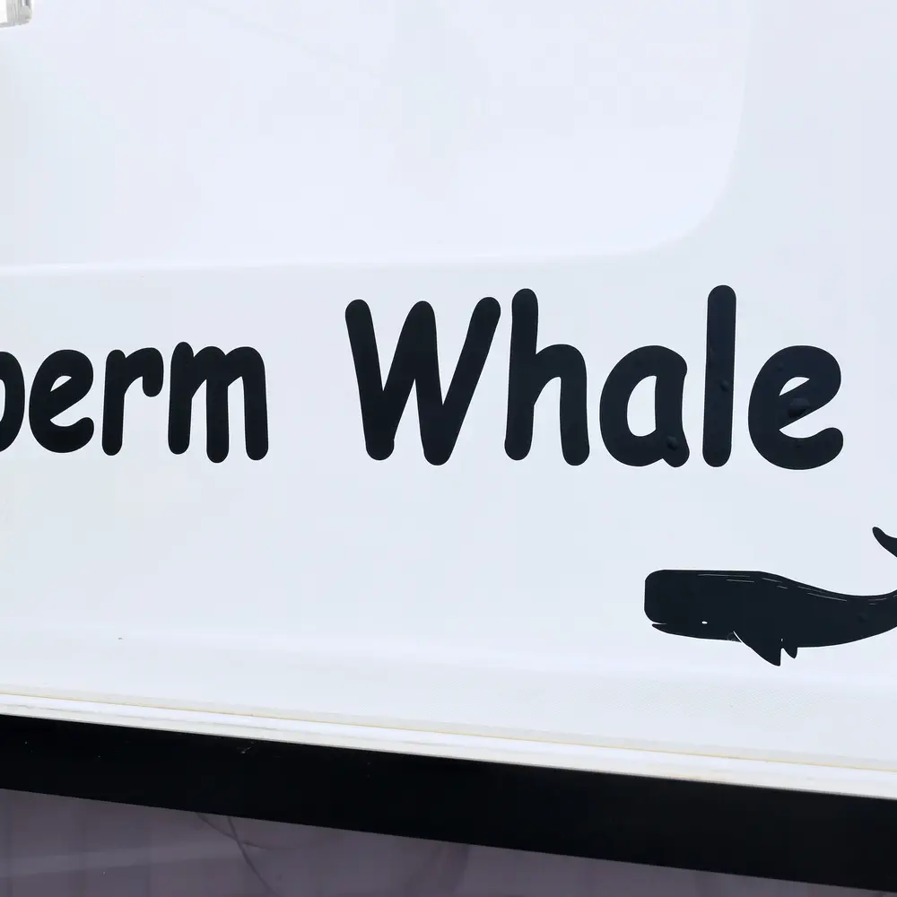 SPERM WHALE 80