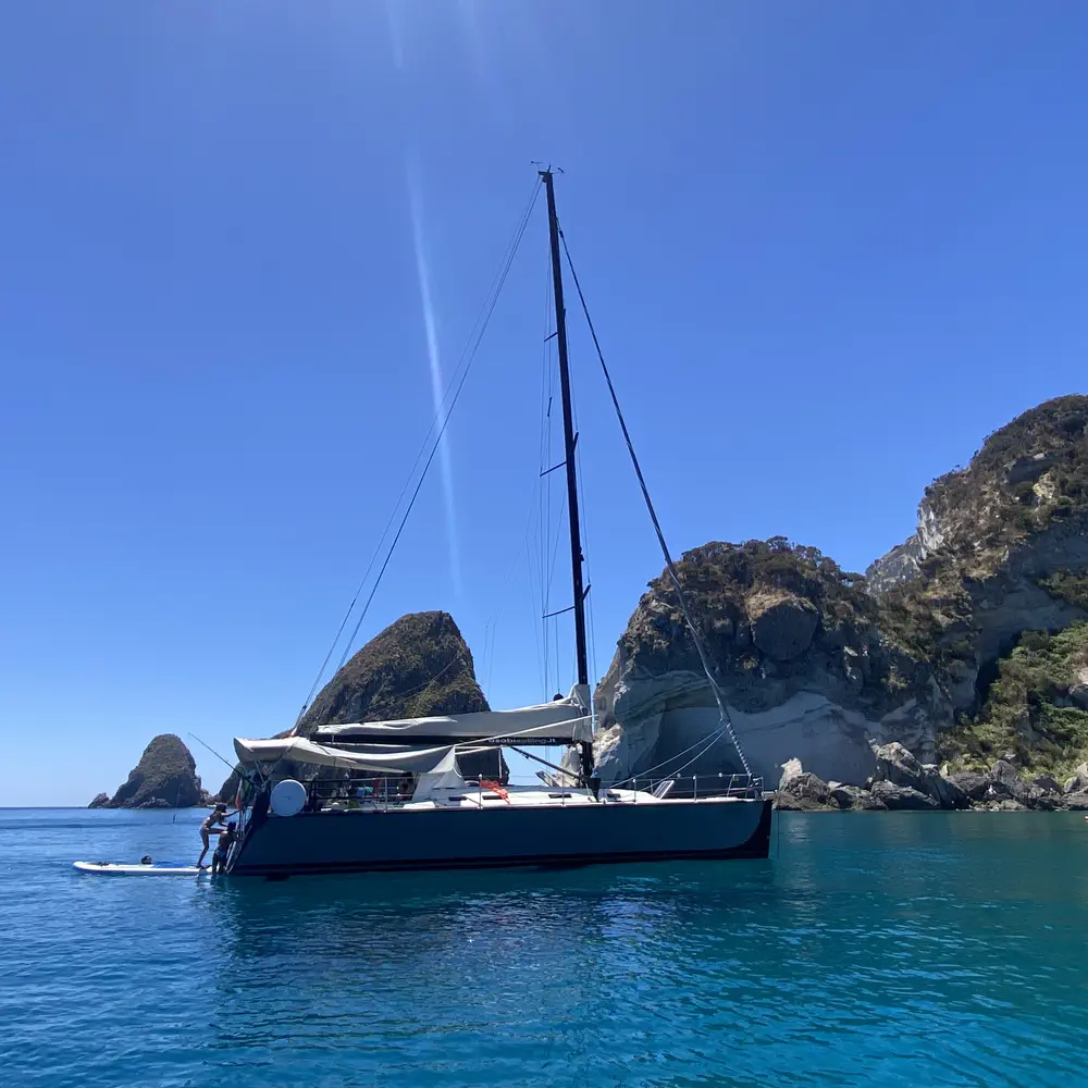 Wasabi 11